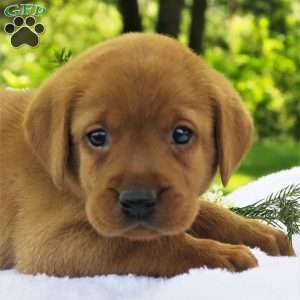 Cedar, Fox Red Labrador Retriever Puppy